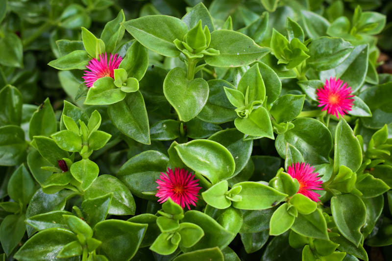 Aptenia cordifolia variegata