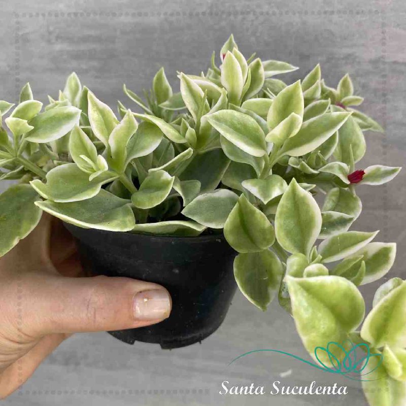 Aptenia cordifolia toxicidade animais