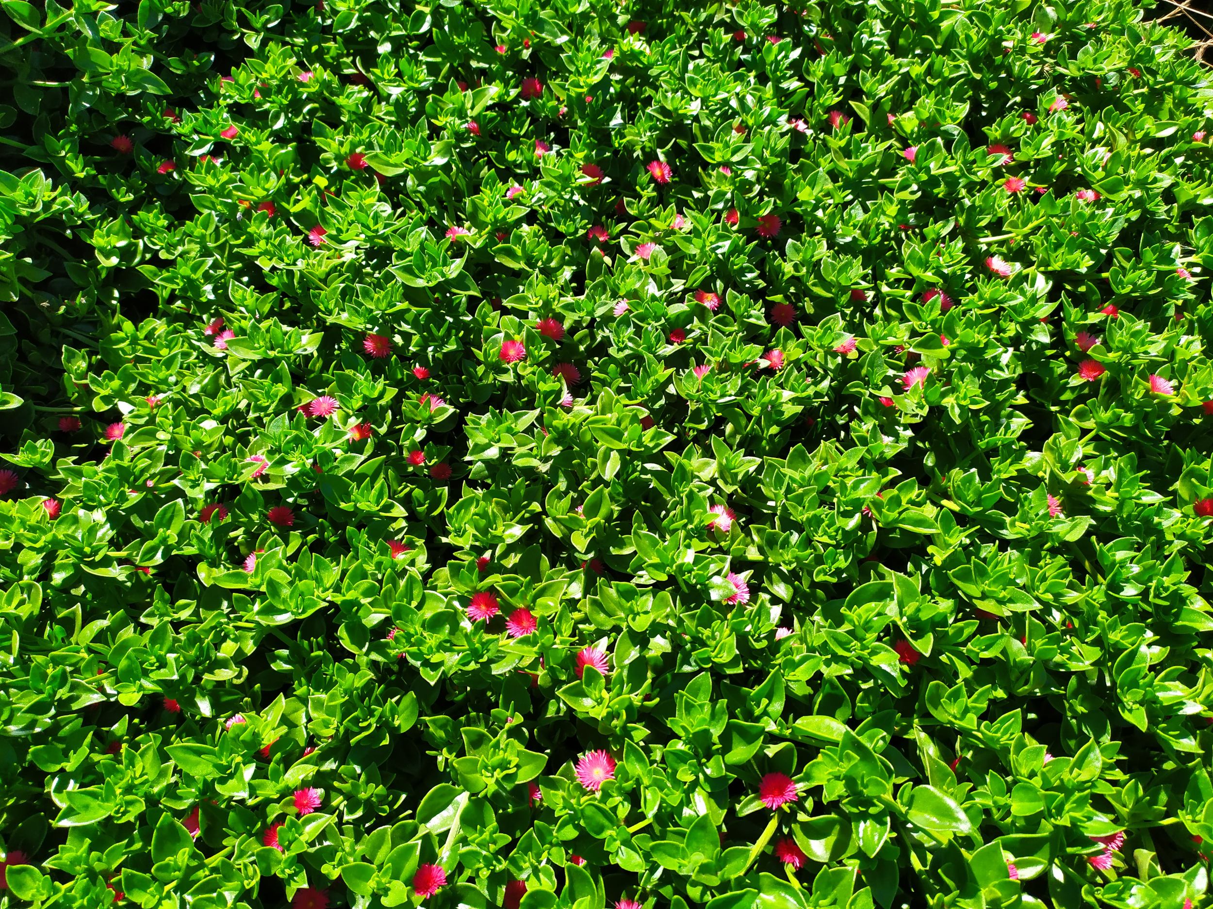 Cultivo de Rosinha do sol