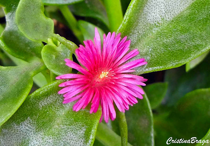 Planta Rosinha do sol