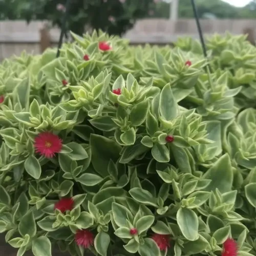 Aptenia cordifolia variegata