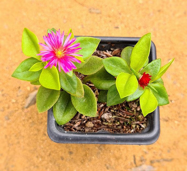 Aptenia cordifolia mudas