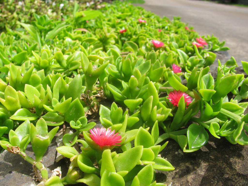 Aptenia cordifolia comestível