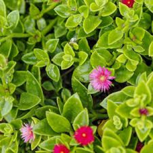Aptenia cordifolia toxicidade animais