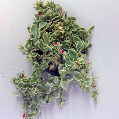 Aptenia cordifolia mudas