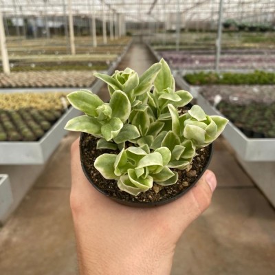 Planta Rosinha do sol