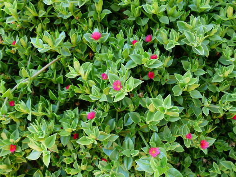 Aptenia cordifolia comestível