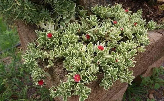 Planta Rosinha do sol