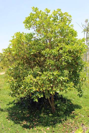 fruta antiglicêmica