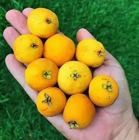 plantar araçá em vaso