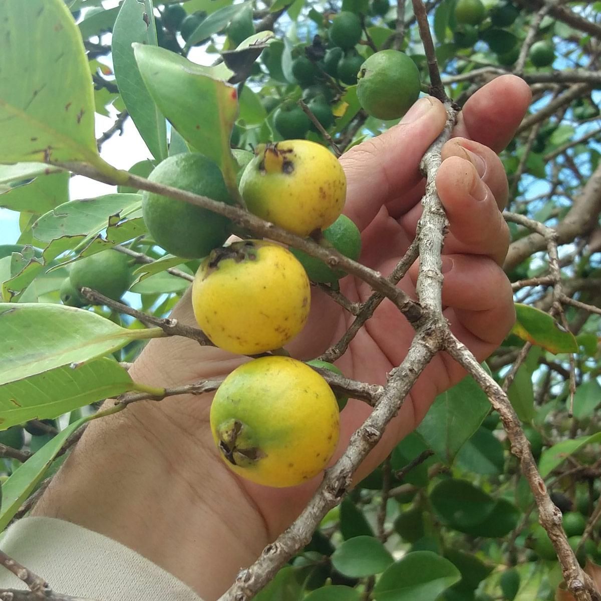 Psidium cattleianum