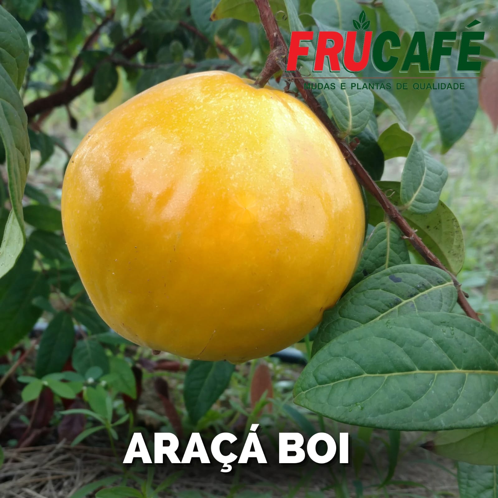 cultivo araçá amarelo