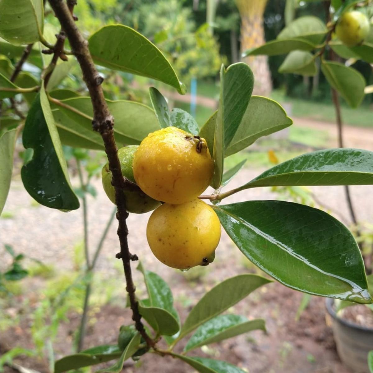 fruta nativa Mata Atlântica