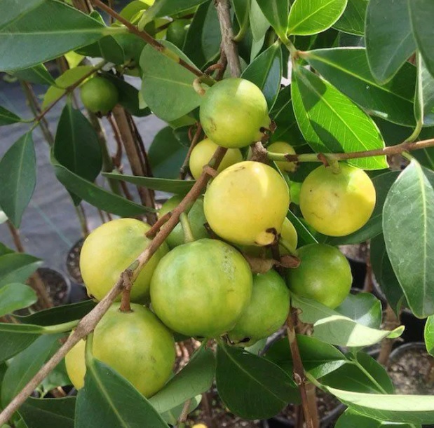 benefícios araçá amarelo