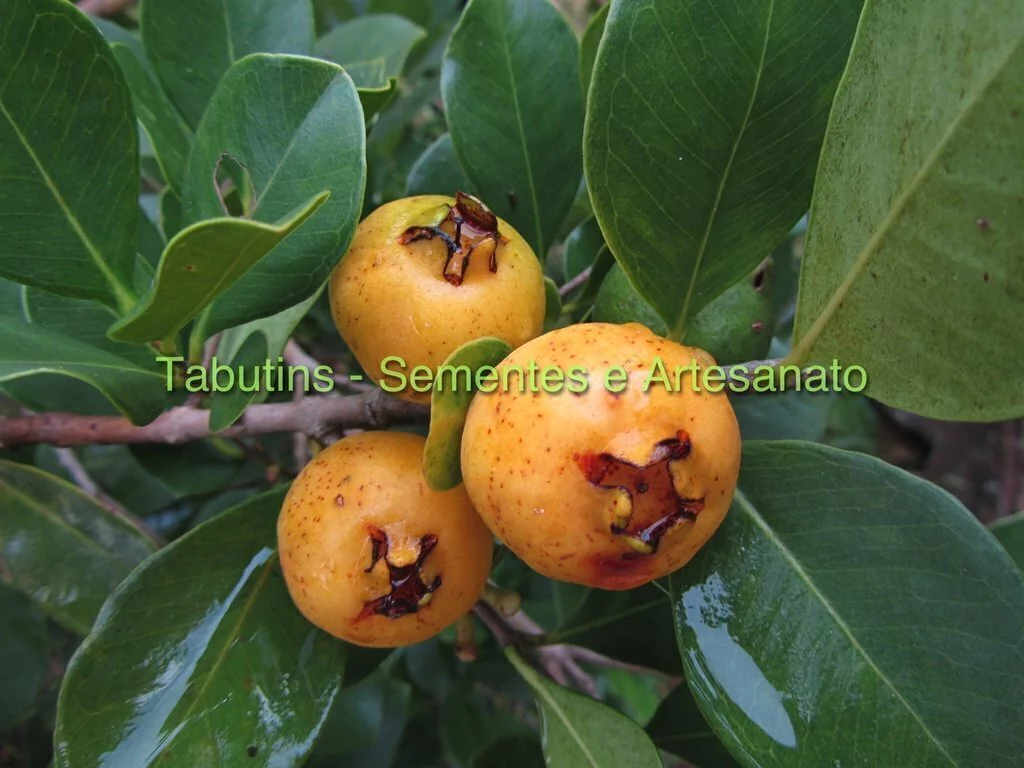 muda de araçá amarelo