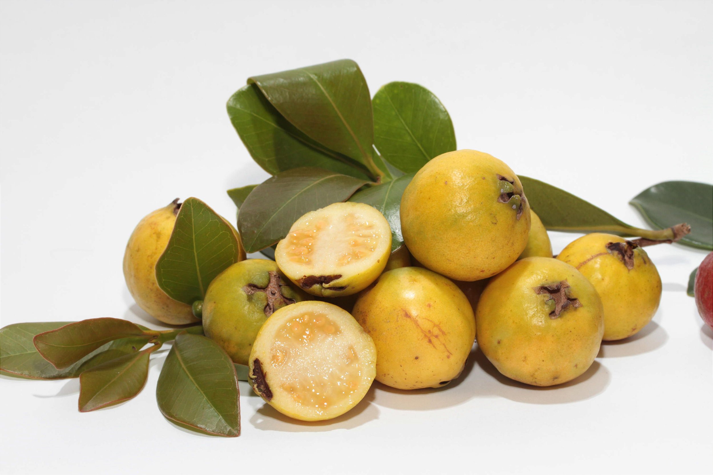 cultivo araçá amarelo