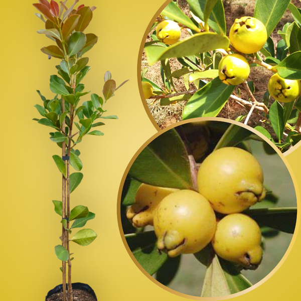 benefícios araçá amarelo