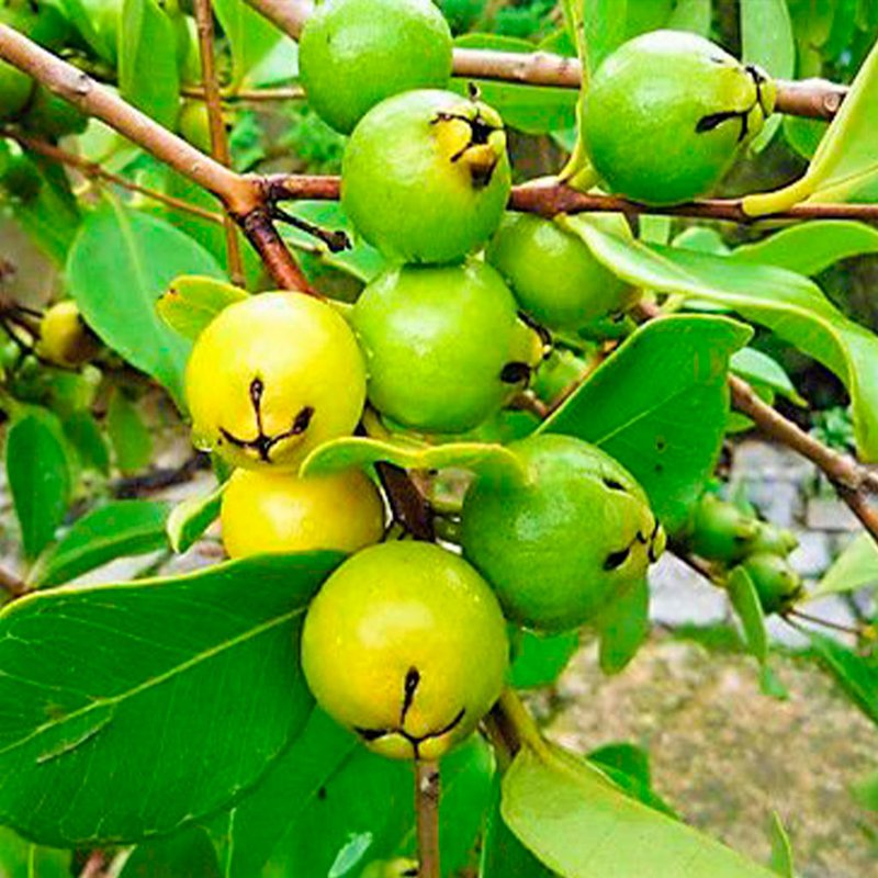 muda de araçá amarelo