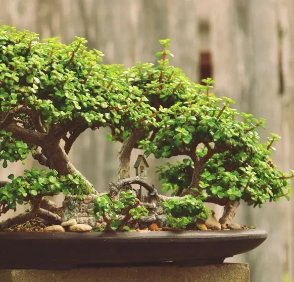 melhor época para podar arbusto elefante para bonsai