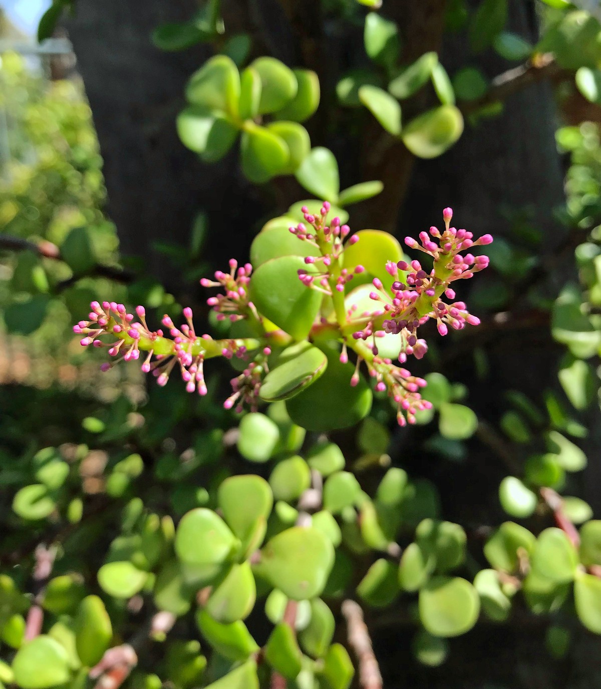 erros comuns ao regar portulacaria afra e como corrigir