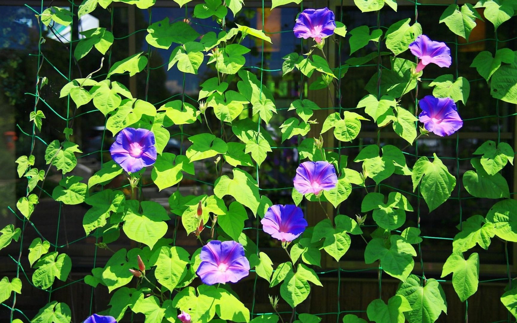 trepadeiras para meia sombra