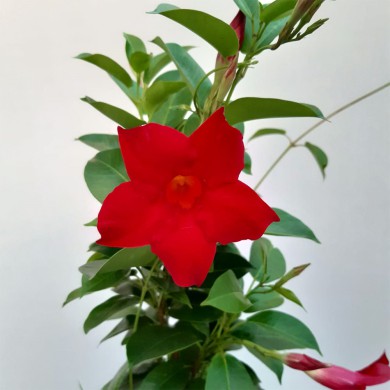 trepadeiras nativas do Brasil