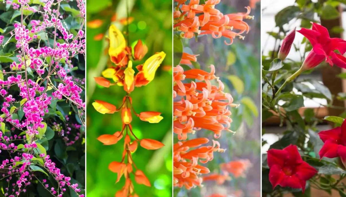 trepadeiras para cerca viva