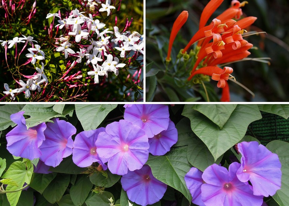 trepadeiras de crescimento rápido