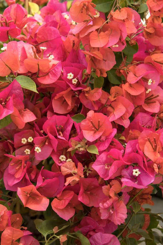 trepadeiras para vasos