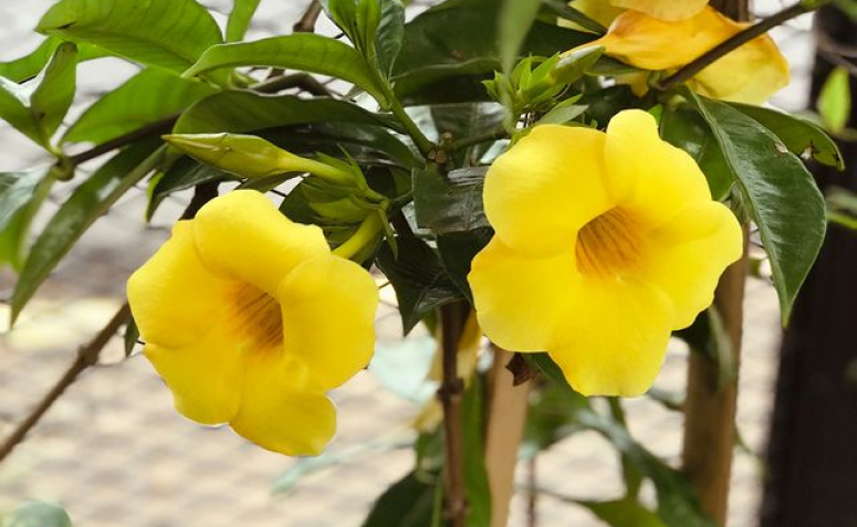 trepadeiras perfumadas