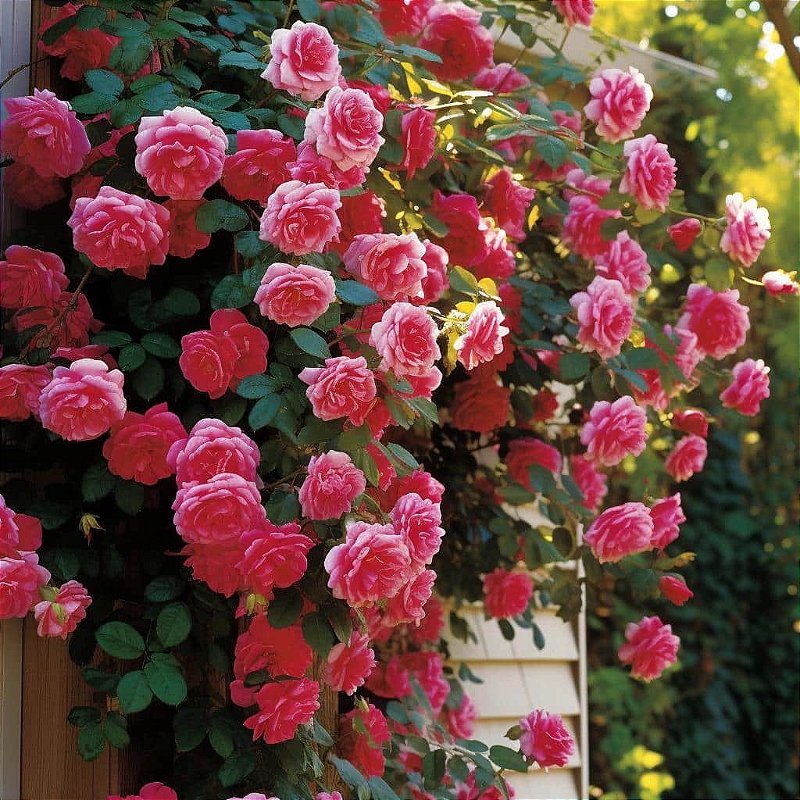 trepadeiras para cobrir muros