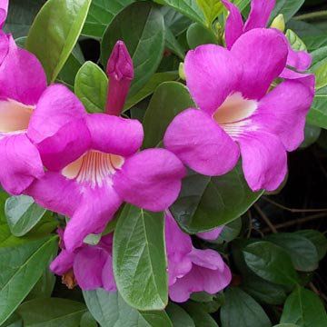 trepadeiras de crescimento rápido