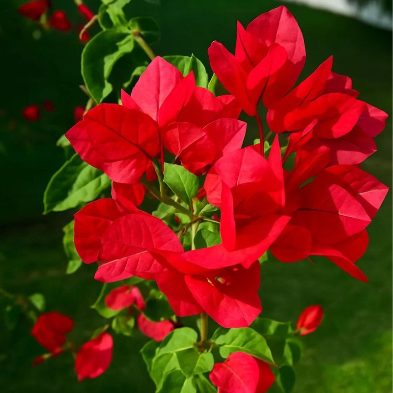 trepadeiras floríferas