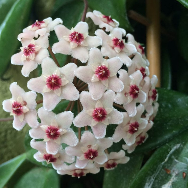 trepadeiras com flores coloridas