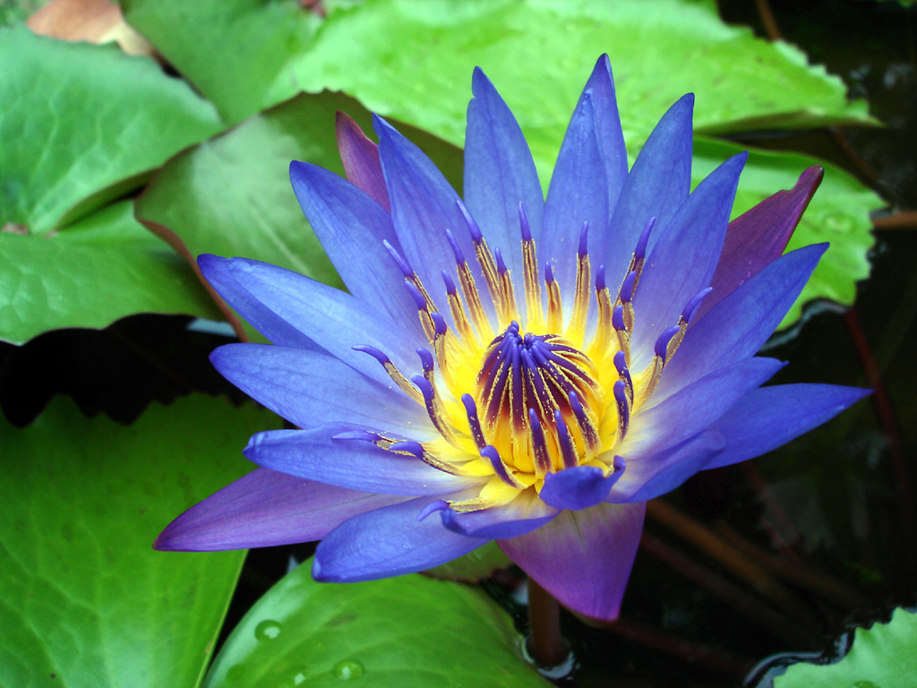 jardim aquático