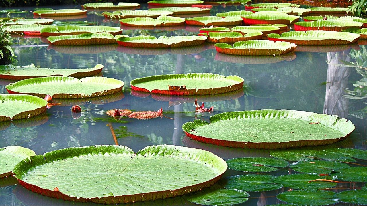 benefícios das plantas aquáticas