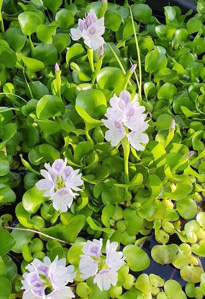 plantas aquáticas para vasos