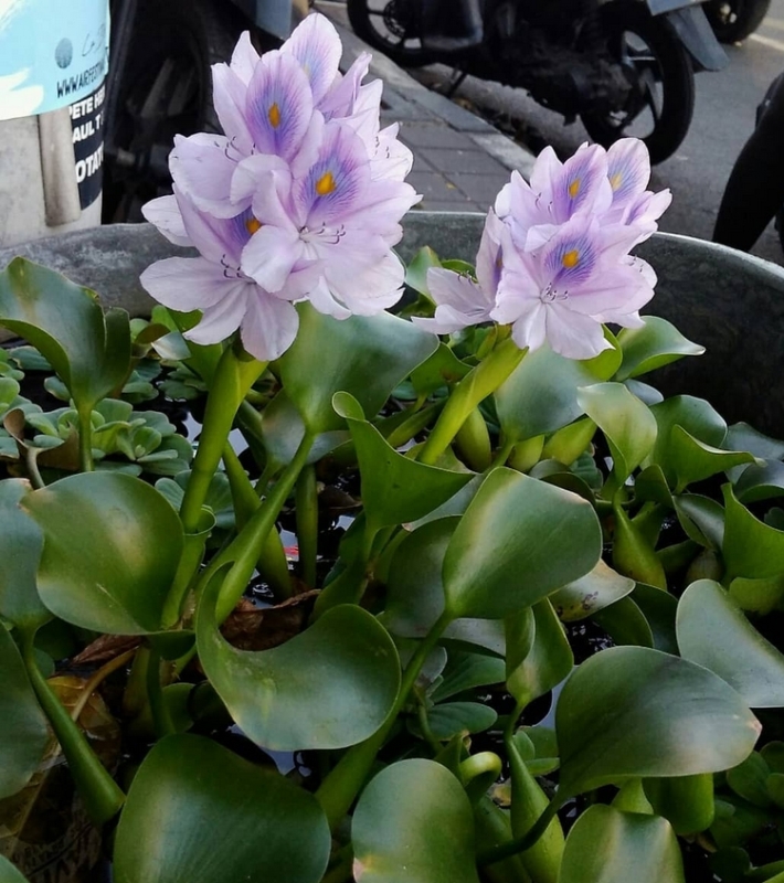 plantas aquáticas para sombra