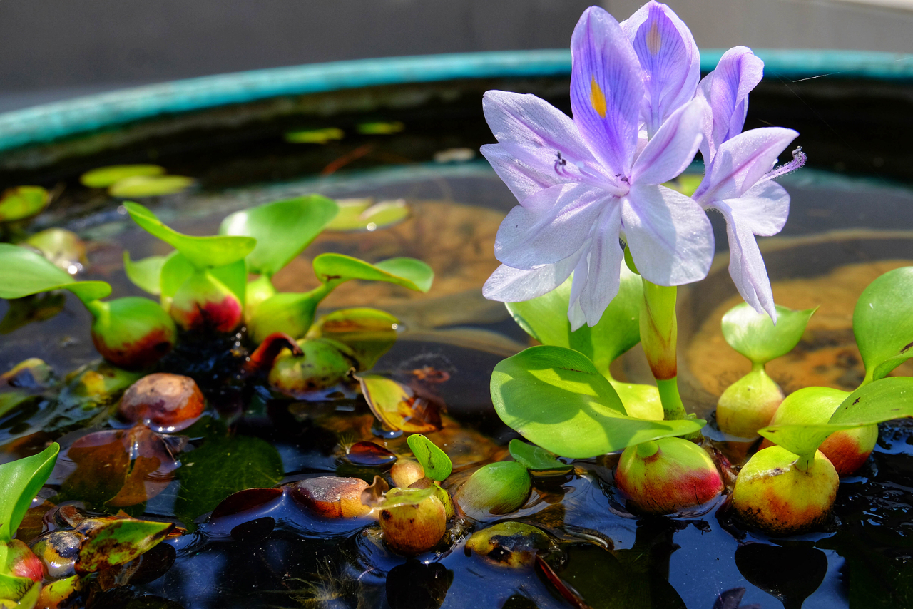 cuidados com plantas aquáticas