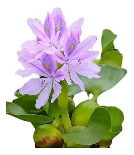plantas para lagos