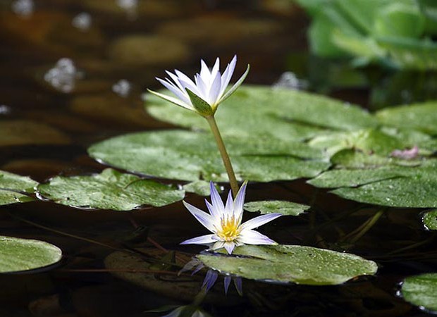 espécies de flores de água
