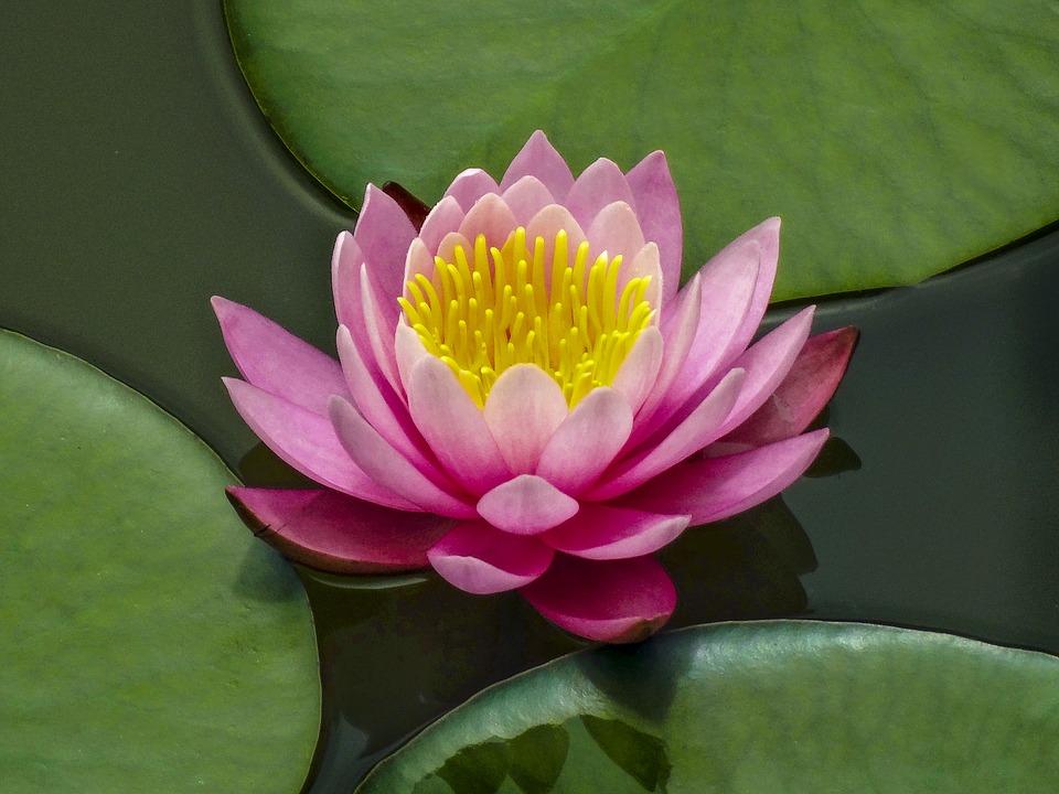 plantas aquáticas de fácil cultivo