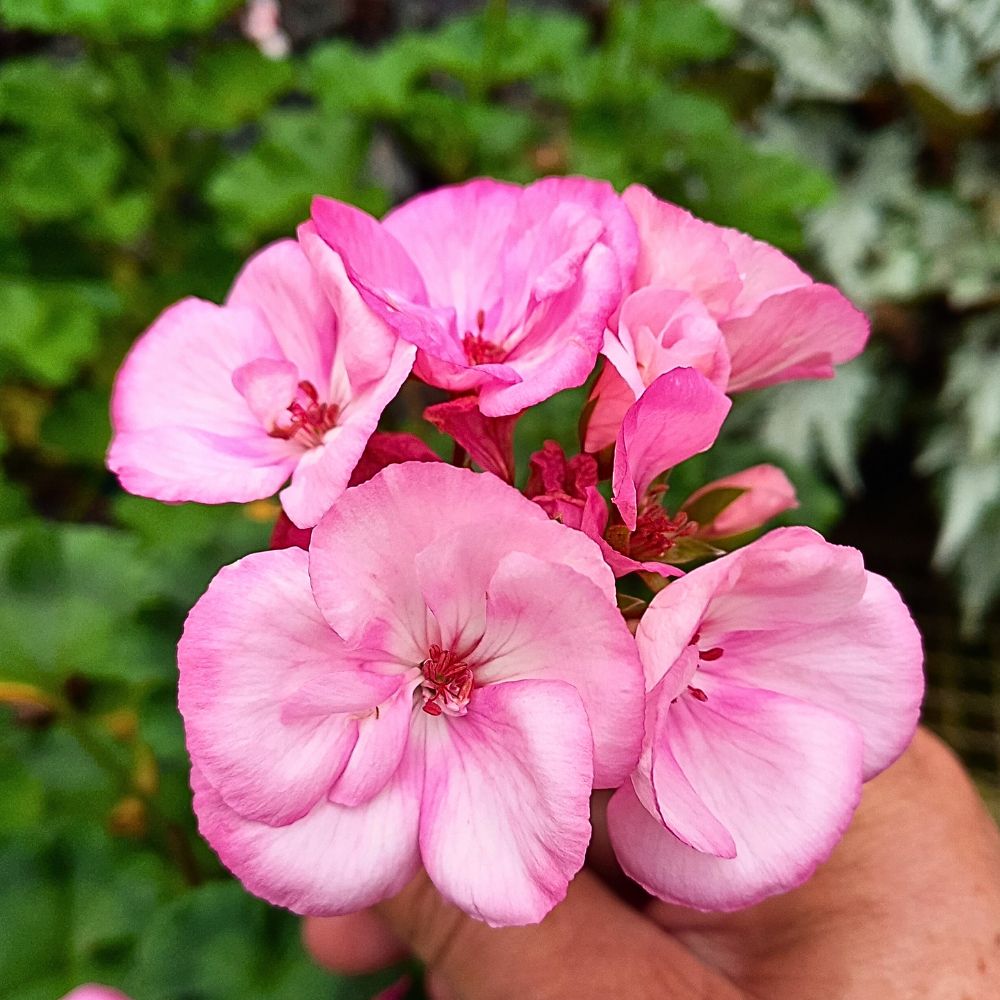 mudas de gerânio pendente