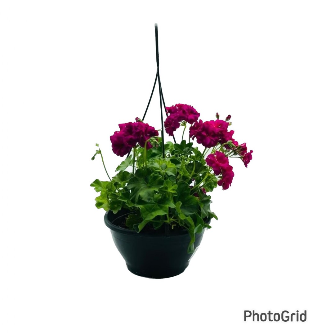 gerânio pendente em cestos