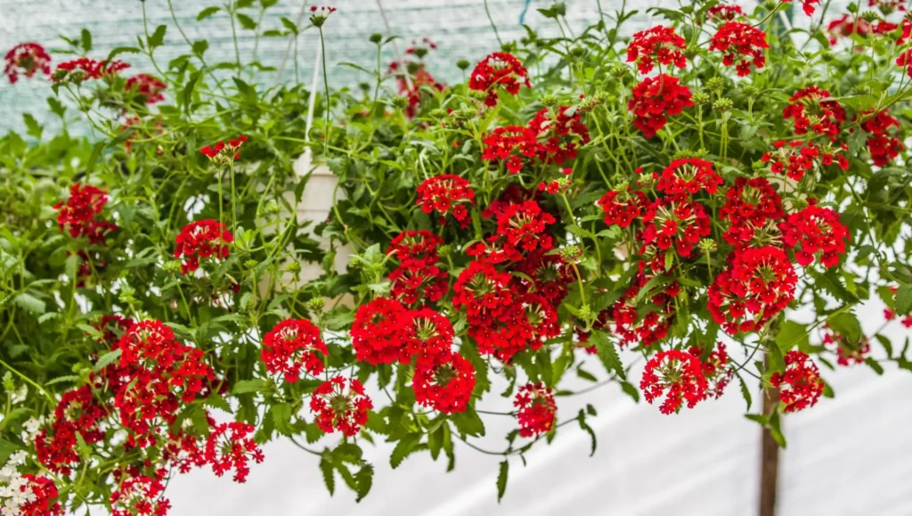 gerânio pendente sombra