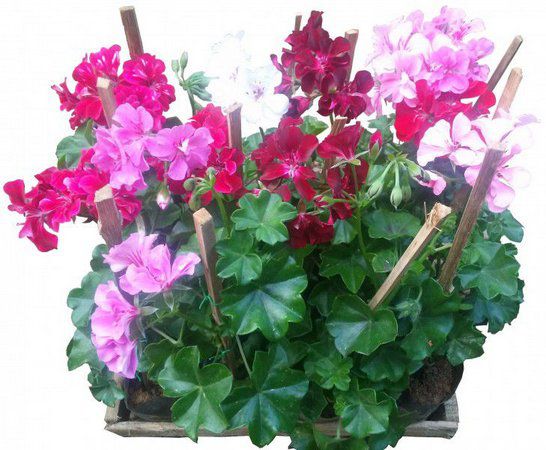 gerânio pendente África do Sul