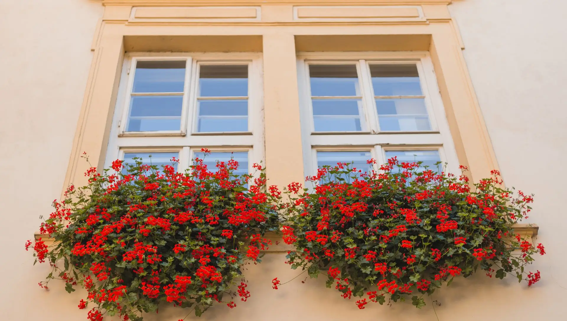 gerânio pendente pragas e doenças