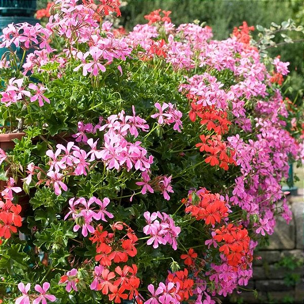 gerânio pendente branco