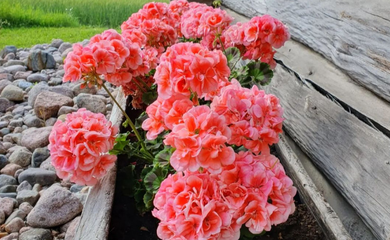 gerânio pendente rosa