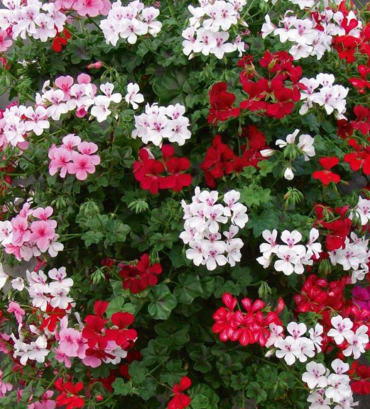 gerânio pendente branco